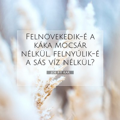 Jób 8:11 KAR Bibliai verskép
