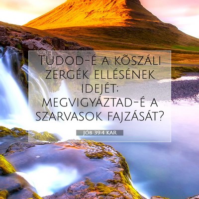 Jób 39:4 KAR Bibliai verskép